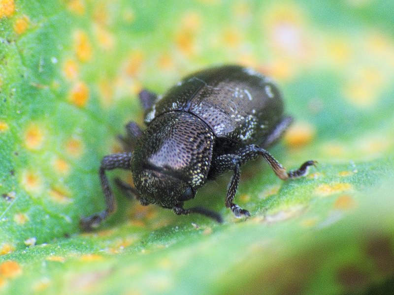 Pachnephorus villosus (Duftschmid, 1825)